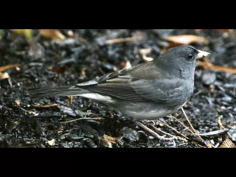 A black-capped chickadee in Framingham, photographed by Steve Forman.