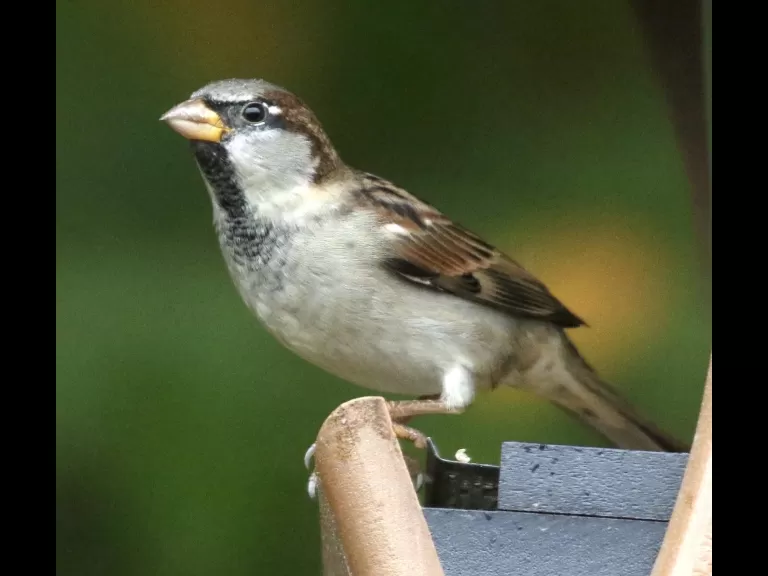 A black-capped chickadee in Framingham, photographed by Steve Forman.