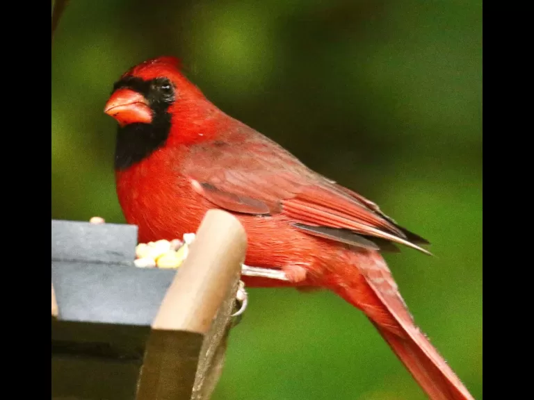 A black-capped chickadee in Framingham, photographed by Steve Forman.