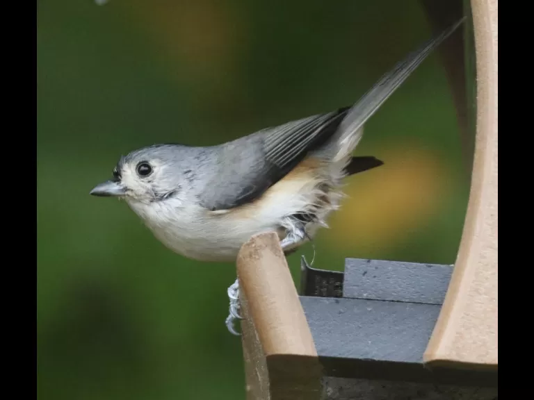 A black-capped chickadee in Framingham, photographed by Steve Forman.