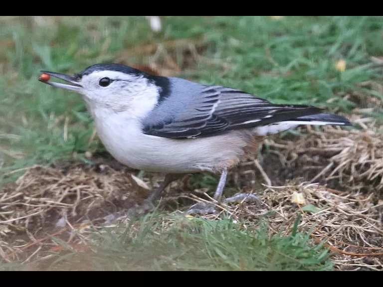A black-capped chickadee in Framingham, photographed by Steve Forman.