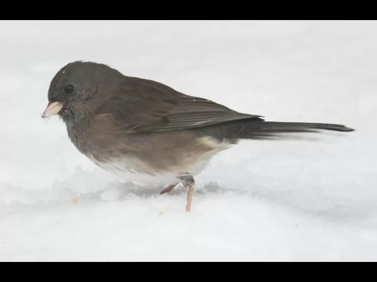 A dark-eyed junco in Framingham, photographed by Steve Forman.