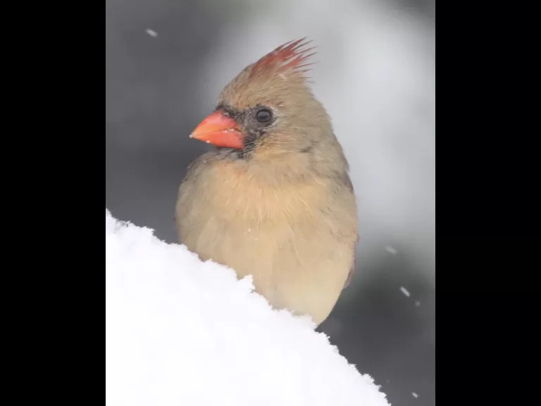 A dark-eyed junco in Framingham, photographed by Steve Forman.
