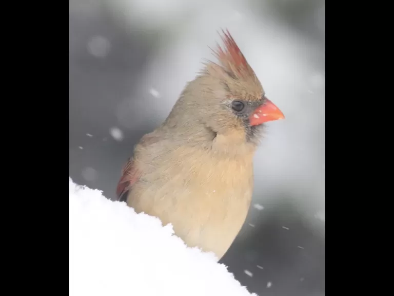 A dark-eyed junco in Framingham, photographed by Steve Forman.