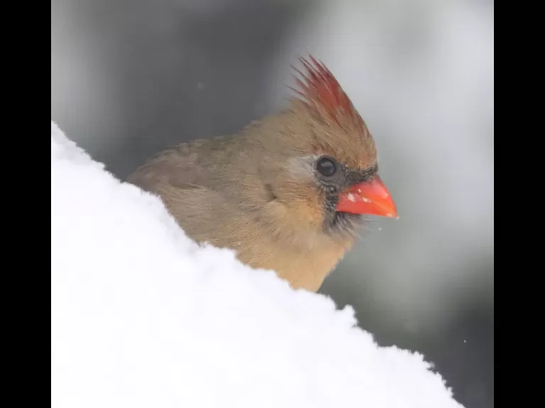 A dark-eyed junco in Framingham, photographed by Steve Forman.