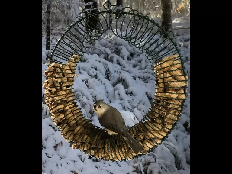 A tufted titmouse in Concord, photographed by Sara Brydges.