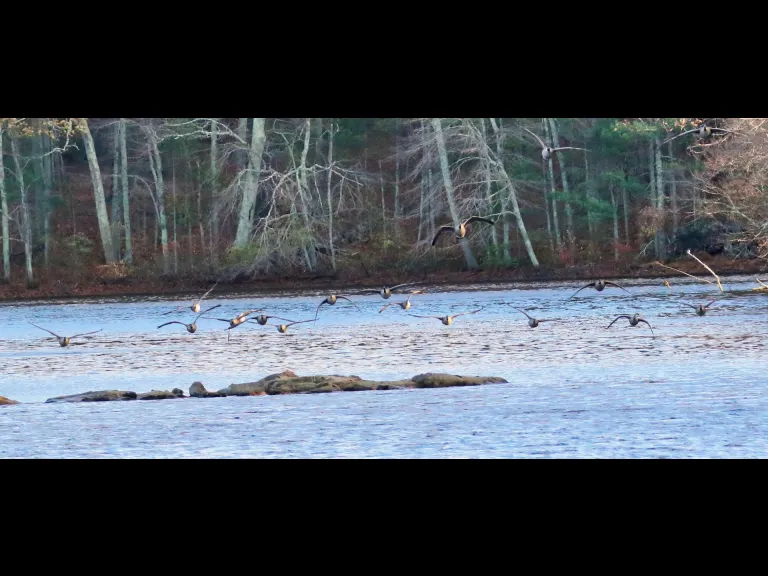 Canada geese at Hager Pond in Marlborough, photographed by Steve Forman.