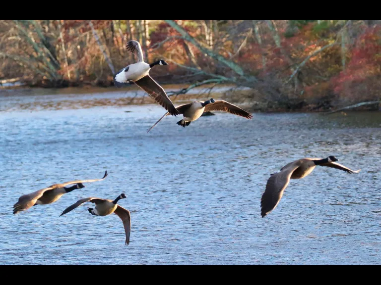 Canada geese at Hager Pond in Marlborough, photographed by Steve Forman.