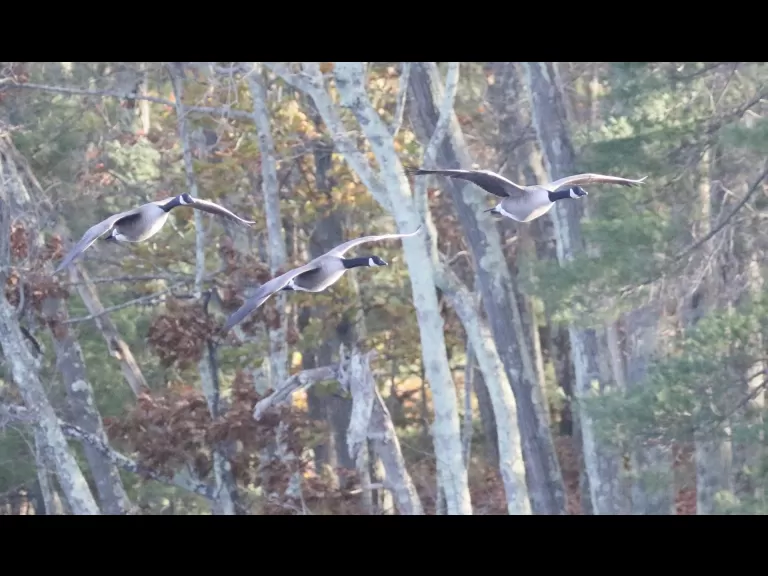 Canada geese at Hager Pond in Marlborough, photographed by Steve Forman.