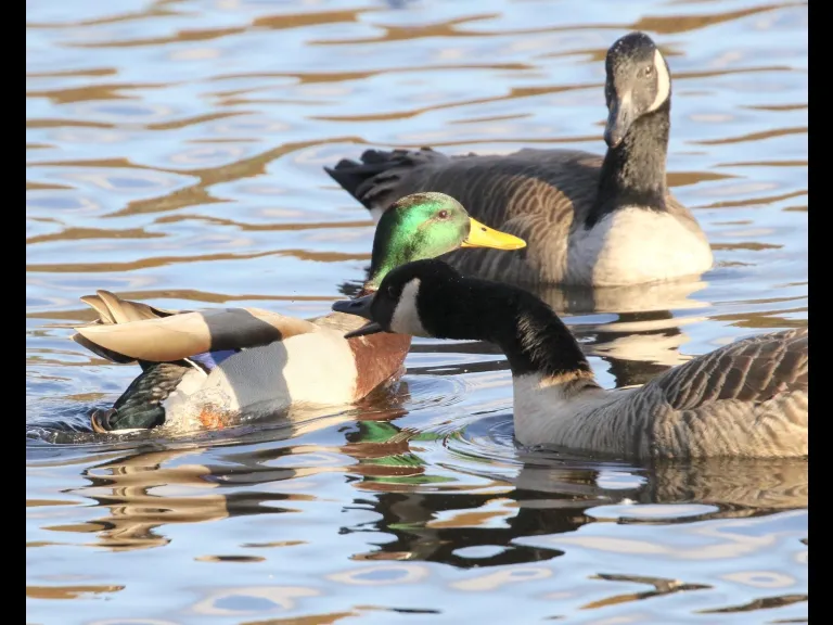 Canada geese at Hager Pond in Marlborough, photographed by Steve Forman.