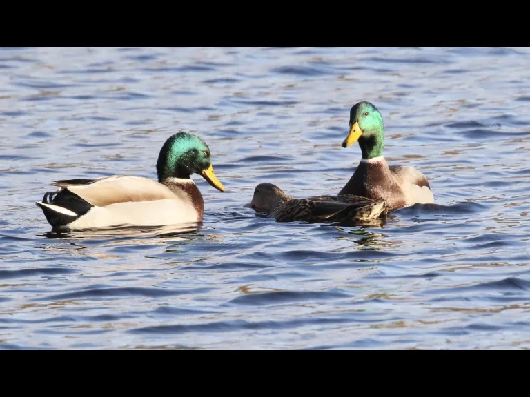 Canada geese at Hager Pond in Marlborough, photographed by Steve Forman.