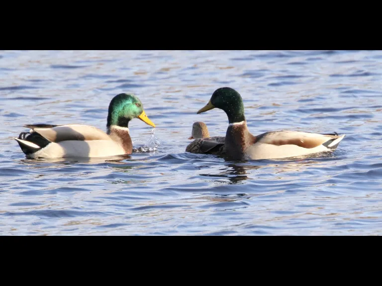 Canada geese at Hager Pond in Marlborough, photographed by Steve Forman.