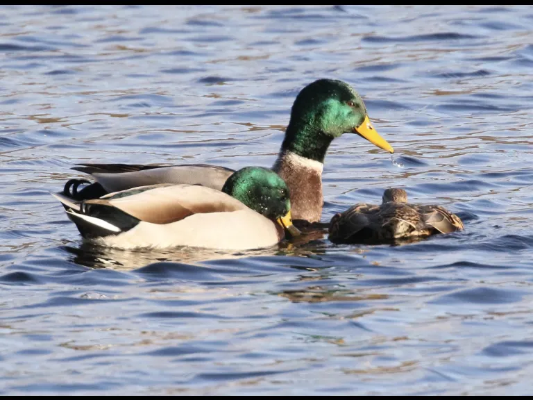 Canada geese at Hager Pond in Marlborough, photographed by Steve Forman.