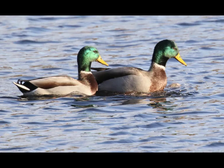 Canada geese at Hager Pond in Marlborough, photographed by Steve Forman.