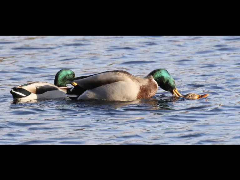 Canada geese at Hager Pond in Marlborough, photographed by Steve Forman.