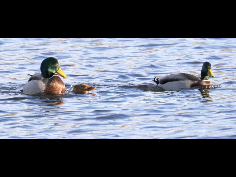 Canada geese at Hager Pond in Marlborough, photographed by Steve Forman.