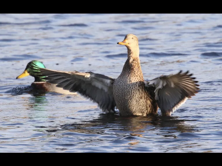 Canada geese at Hager Pond in Marlborough, photographed by Steve Forman.