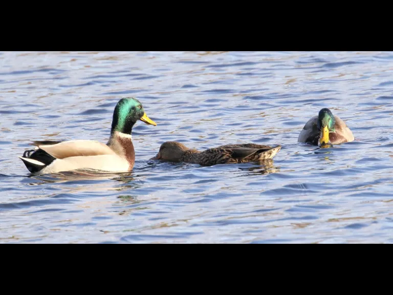 Canada geese at Hager Pond in Marlborough, photographed by Steve Forman.