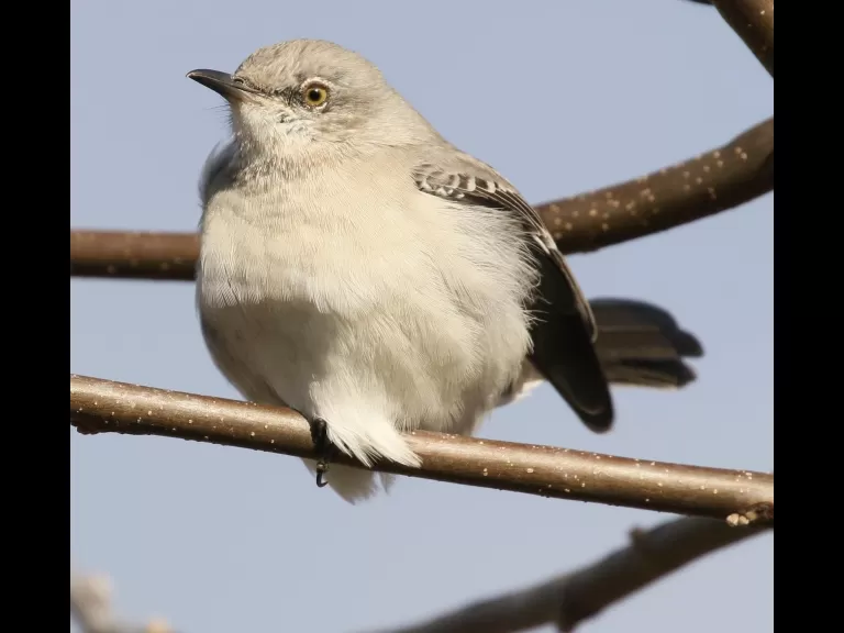 A turkey vulture at Breakneck Hill Conservation Land in Southborough, photographed by Steve Forman.