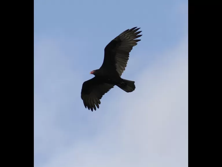 A turkey vulture at Breakneck Hill Conservation Land in Southborough, photographed by Steve Forman.