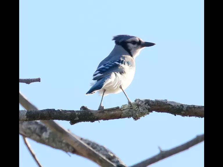 A black-capped chickadee at Breakneck Hill Conservation Land in Southborough, photographed by Steve Forman.