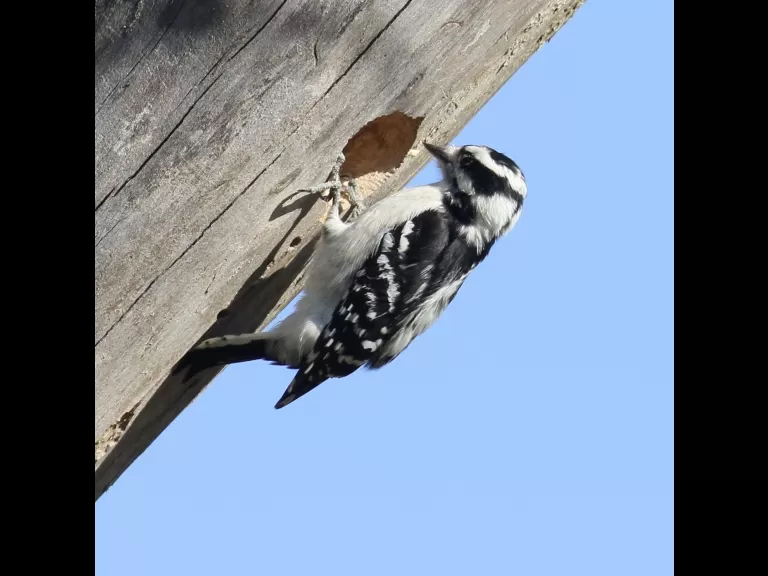 A black-capped chickadee at Breakneck Hill Conservation Land in Southborough, photographed by Steve Forman.