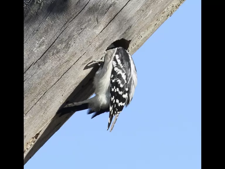 A black-capped chickadee at Breakneck Hill Conservation Land in Southborough, photographed by Steve Forman.