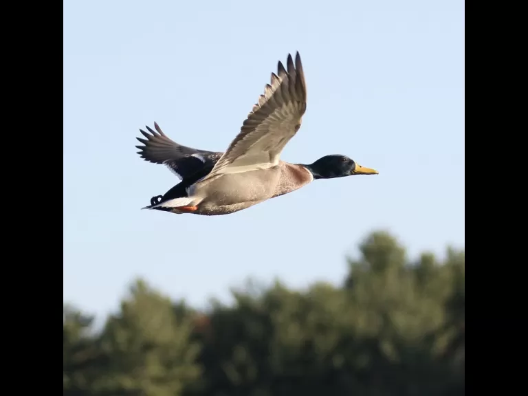 A mallard at Hager Pond in Marlborough, photographed by Steve Forman.