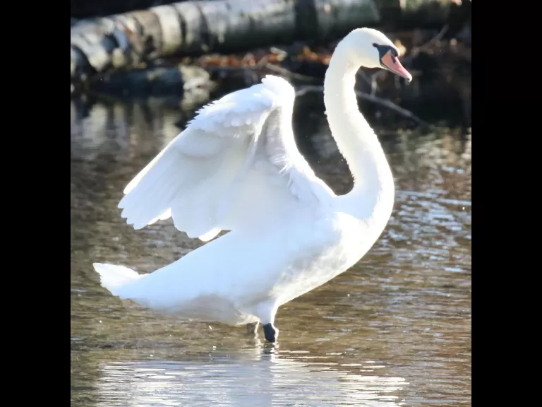 A mallard at Hager Pond in Marlborough, photographed by Steve Forman.