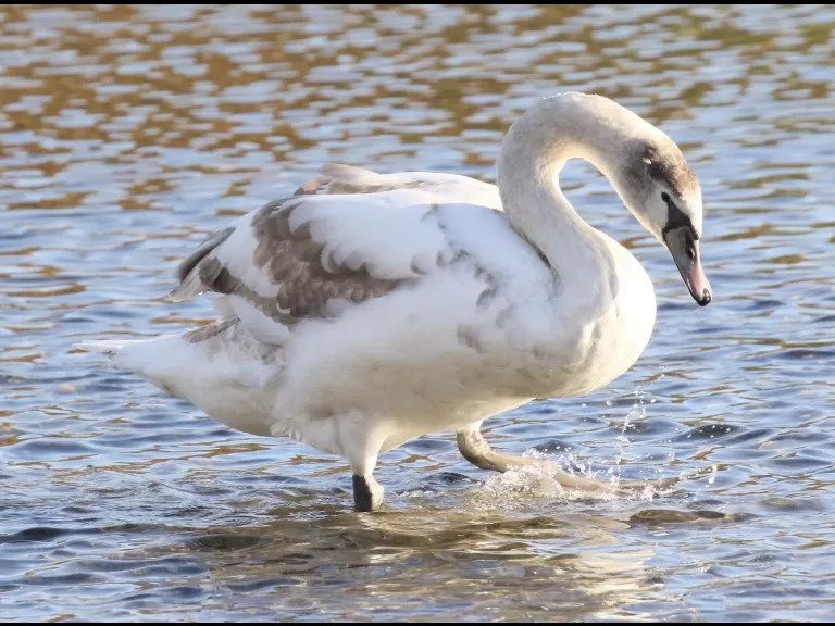 A mallard at Hager Pond in Marlborough, photographed by Steve Forman.