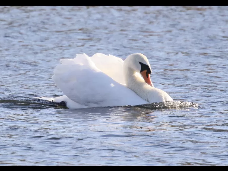 A mallard at Hager Pond in Marlborough, photographed by Steve Forman.