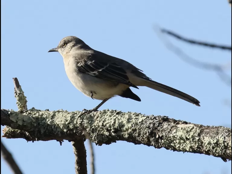 A black-capped chickadee at Breakneck Hill Conservation Land in Southborough, photographed by Steve Forman.