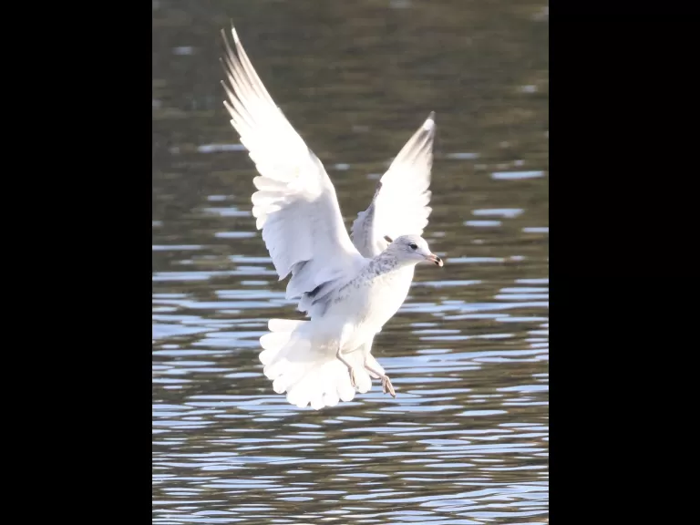 A mallard at Hager Pond in Marlborough, photographed by Steve Forman.