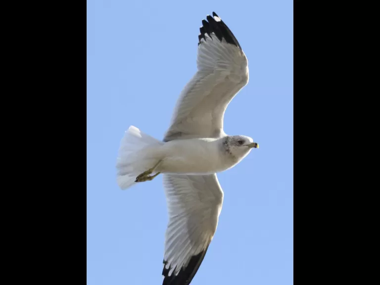A mallard at Hager Pond in Marlborough, photographed by Steve Forman.