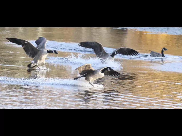 Canada geese at Hager Pond in Marlborough, photographed by Steve Forman.