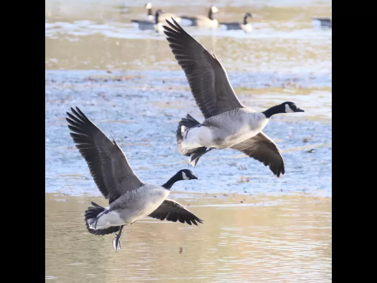 Canada geese at Hager Pond in Marlborough, photographed by Steve Forman.