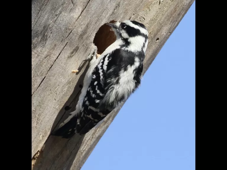 A downy woodpecker at Breakneck Hill Conservation Land in Southborough, photographed by Steve Forman.