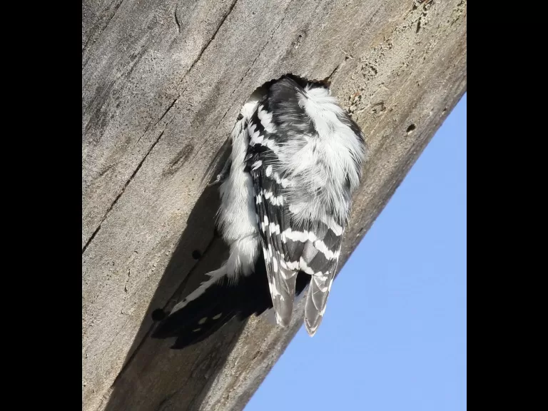 A downy woodpecker at Breakneck Hill Conservation Land in Southborough, photographed by Steve Forman.