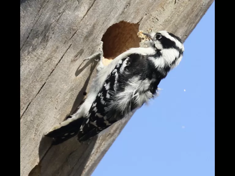 A downy woodpecker at Breakneck Hill Conservation Land in Southborough, photographed by Steve Forman.