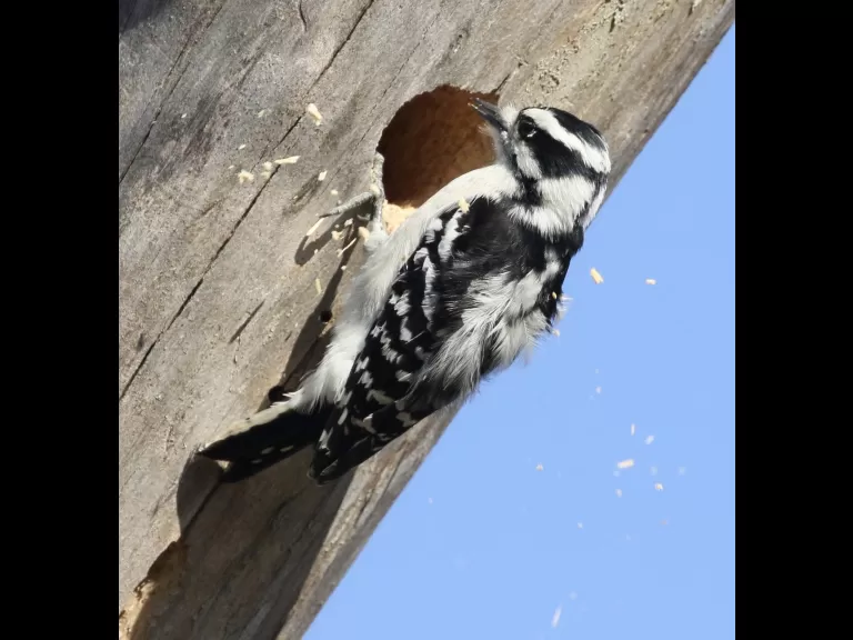 A downy woodpecker at Breakneck Hill Conservation Land in Southborough, photographed by Steve Forman.