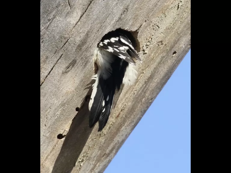 A downy woodpecker at Breakneck Hill Conservation Land in Southborough, photographed by Steve Forman.