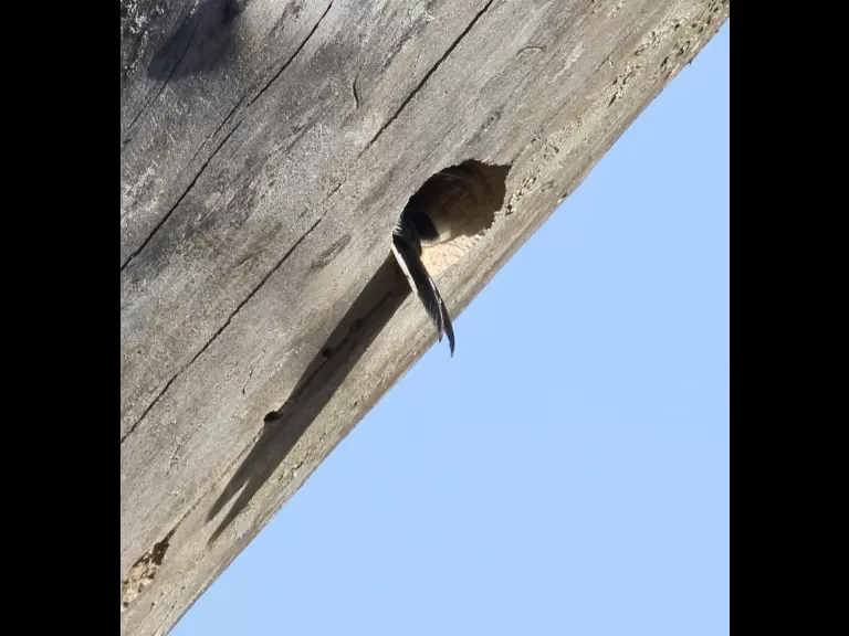 A downy woodpecker at Breakneck Hill Conservation Land in Southborough, photographed by Steve Forman.