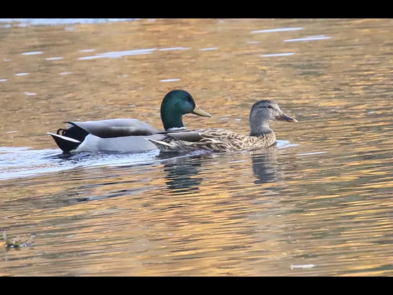 Canada geese at Hager Pond in Marlborough, photographed by Steve Forman.