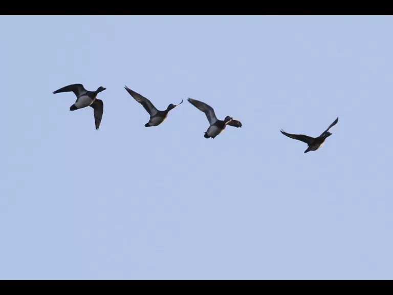 Canada geese at Hager Pond in Marlborough, photographed by Steve Forman.