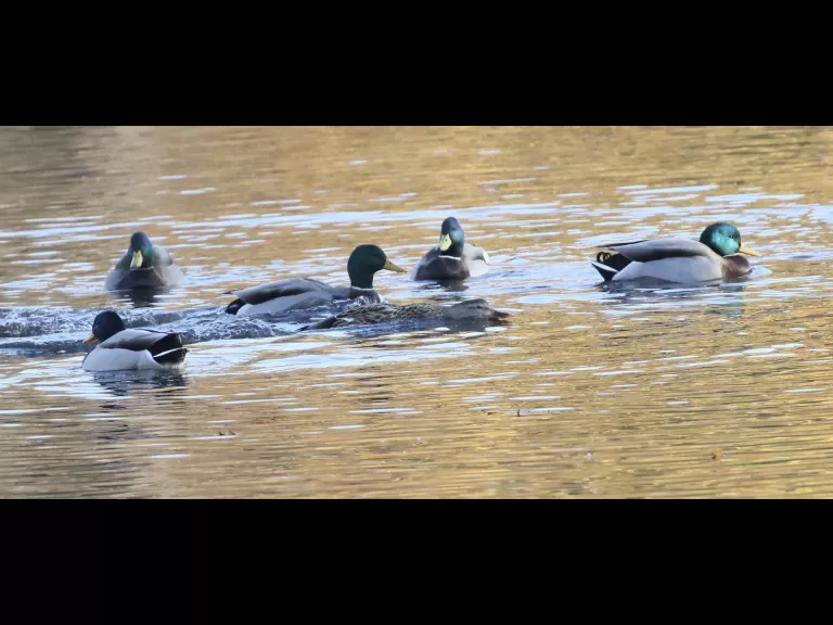 Canada geese at Hager Pond in Marlborough, photographed by Steve Forman.