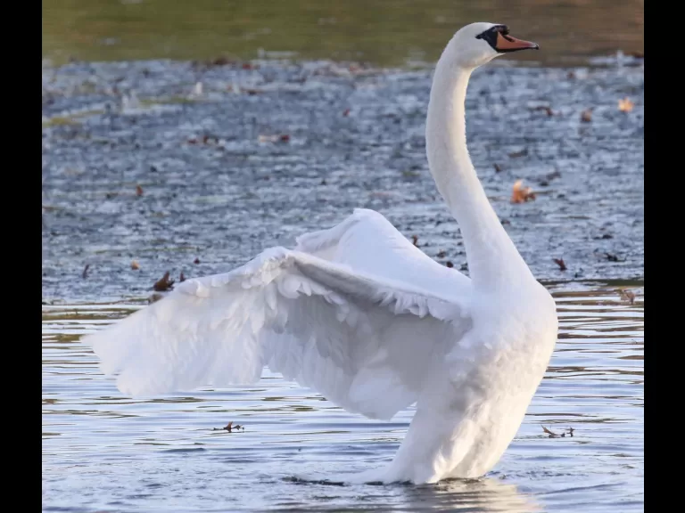 Canada geese at Hager Pond in Marlborough, photographed by Steve Forman.
