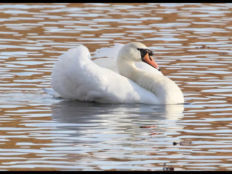 Canada geese at Hager Pond in Marlborough, photographed by Steve Forman.