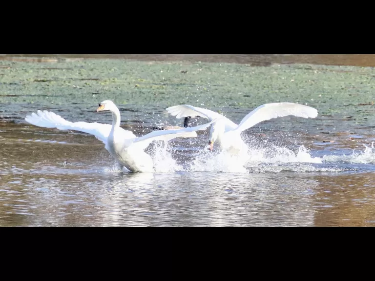 Canada geese at Hager Pond in Marlborough, photographed by Steve Forman.