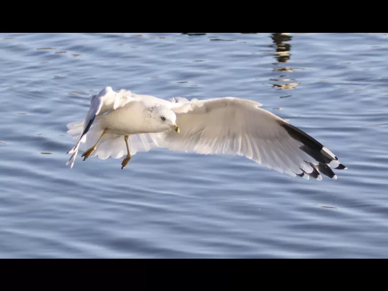 Canada geese at Hager Pond in Marlborough, photographed by Steve Forman.