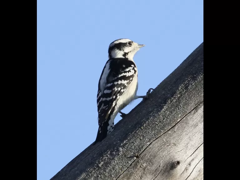 A downy woodpecker at Breakneck Hill Conservation Land in Southborough, photographed by Steve Forman.